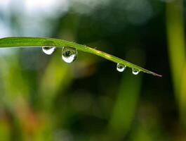 Drop of dew in morning on leaf photo