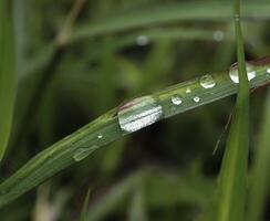 Drop of dew in morning on leaf photo