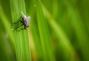 insects fly, light green grass with sunlight photo