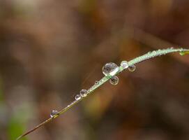 Drop of dew in morning on leaf photo