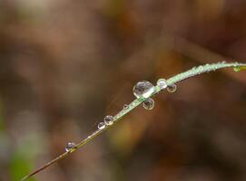 gota de rocío en la mañana en la hoja foto