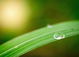 Dew drops on sugarcane leaves photo