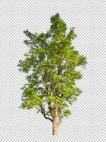 Tree on transparent picture background with clipping path, single tree with clipping path and alpha channel photo