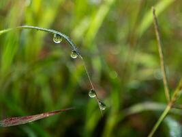 gota de rocío en la mañana en la hoja foto