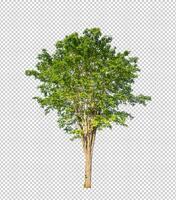 Tree on transparent picture background with clipping path, single tree with clipping path and alpha channel photo