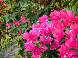 Pink flowers bloom in the spring, beautiful pink flowers. photo
