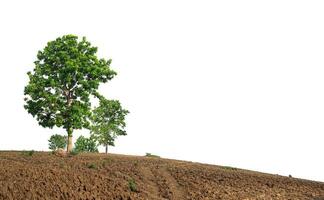 Group of green trees on a mound on a white background. photo