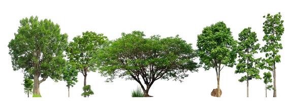 Green trees isolated on white background. forest and leaves in summer rows of trees and bushes photo