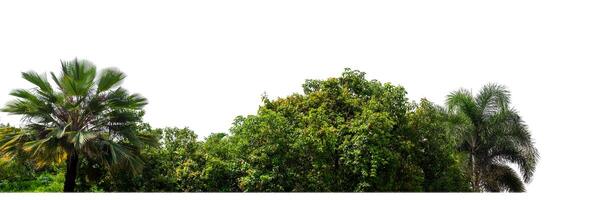 Green Trees isolated on white background.are Forest and foliage in summer for both printing and web pages with cut path and alpha channel photo