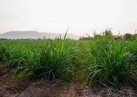 Sugarcane plantations,the agriculture tropical plant in Thailand photo