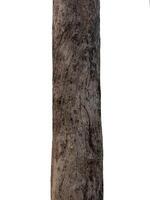Trunk of a tree Isolated On White Background photo