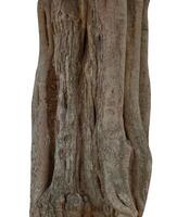 Summer tree trunk on a white background photo