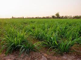 Sugarcane plantations,the agriculture tropical plant in Thailand photo