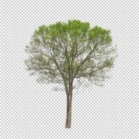 Tree on transparent picture background with clipping path, single tree with clipping path and alpha channel photo