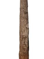 Tree trunk Isolated On White Background photo