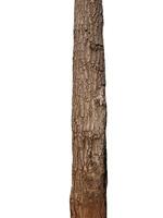 Tree trunk Isolated On White Background photo