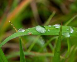 Drop of dew in morning on leaf photo