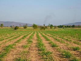 Caña de azúcar plantaciones, agrícola plantas crecer arriba foto