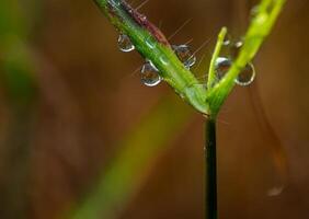 Drop of dew in morning on leaf photo