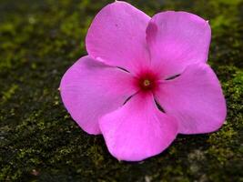 Pink flowers bloom in the spring, beautiful pink flowers. photo