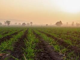 Sugarcane plantations, agricultural plants grow up photo