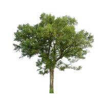 Trees that are isolated on a white background are suitable for both printing and web pages photo