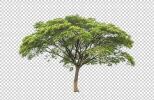 Tree on transparent picture background with clipping path, single tree with clipping path and alpha channel photo