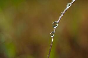 Drop of dew in morning on leaf photo