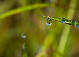 gota de rocío en la mañana en la hoja foto