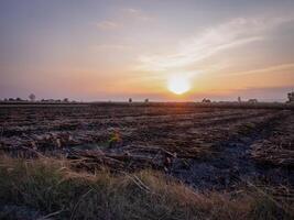 los agricultores de caña de azúcar están cosechando caña de azúcar en la temporada de cosecha. foto