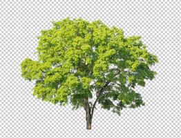 Tree on transparent picture background with clipping path, single tree with clipping path and alpha channel photo