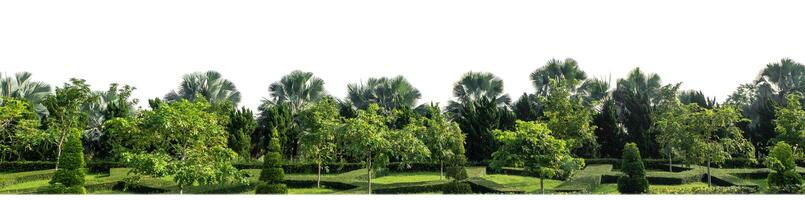 Green Trees isolated on white background.are Forest and foliage in summer for both printing and web pages with cut path and alpha channel photo