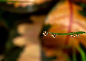 gota de rocío en una brizna de hierba foto