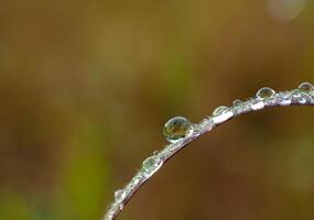 Drop of dew in morning on leaf photo