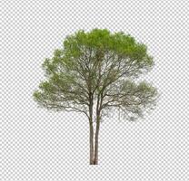 Tree on transparent picture background with clipping path, single tree with clipping path and alpha channel photo