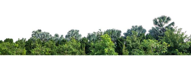 Green Trees isolated on white background.are Forest and foliage in summer for both printing and web pages with cut path and alpha channel photo