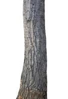 maletero de el árbol soportes en un blanco antecedentes foto