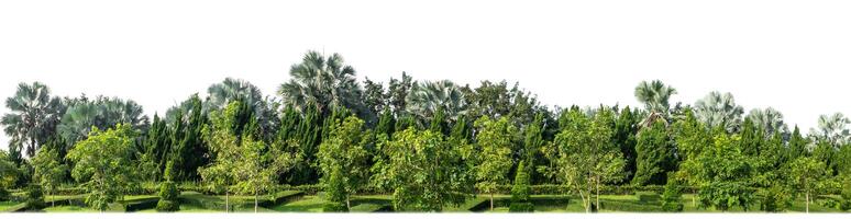 Green Trees isolated on white background.are Forest and foliage in summer for both printing and web pages with cut path and alpha channel photo