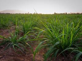 plantaciones de caña de azúcar, la planta agrícola tropical en tailandia foto