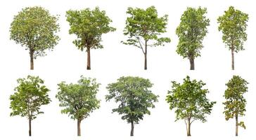 Collection tree cut out from original background and replace with white background for easy to selection. photo