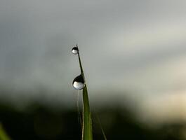 Drop of dew in morning on leaf photo