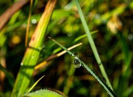 Drop of dew in morning on leaf photo