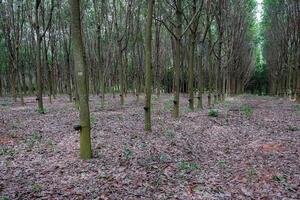 caucho árbol trompa, caucho plantación Tailandia foto