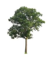 Trees that are isolated on a white background are suitable for both printing and web pages photo
