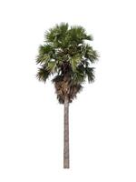 dual sugar palm tree isolated on white background photo