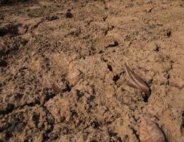 Closeup of dry soil, The soil is dry and parched. photo