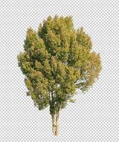 Tree on transparent picture background with clipping path, single tree with clipping path and alpha channel photo