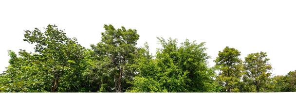 Green Trees isolated on white background.are Forest and foliage in summer for both printing and web pages with cut path and alpha channel photo