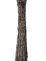 Tree trunk Isolated On White Background photo