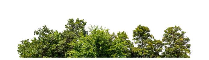 árboles verdes aislados en fondo blanco.son bosques y follaje en verano tanto para impresión como para páginas web con ruta cortada y canal alfa foto